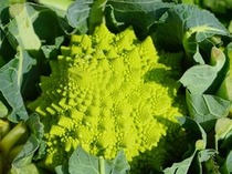 ユニーク野菜『畑のサザエさん』