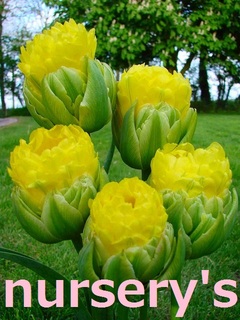 popupyellow20160902.jpg