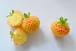 スーパーパインベリー3.jpg