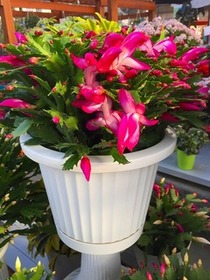 贈り物にもぴったり!デンマークカクタス