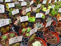 多肉植物~Succulent~2017春♪