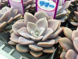 20170208140708.jpg