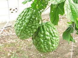 greenapple2017haru01.jpg