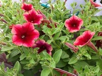再入荷!!ペチュニア『Beni茜』