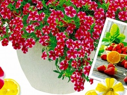 strawberryslice2017haru.jpg
