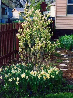 serviceberrysaskatoon2017haru01.jpg