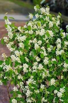 serviceberrysaskatoon2017haru02.jpg