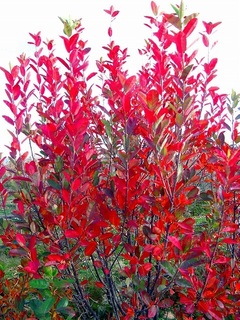 serviceberrysaskatoon2017haru03.jpg