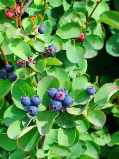 serviceberrysaskatoon2017haru04.jpg