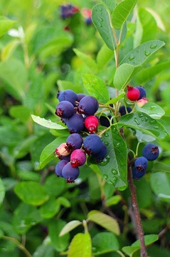 serviceberrysaskatoon2017haru06.jpg