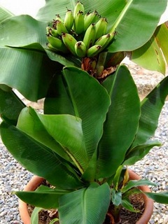 ultramonkeybanana2017haru01.jpg