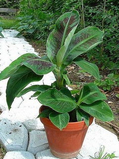 ultramonkeybanana2017haru02.jpg