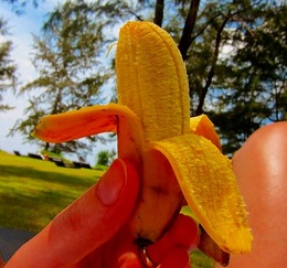 ultramonkeybanana2017haru03.jpg