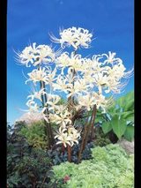 「球根『リコリス』」