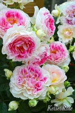 holidayislandpeony201710.jpg