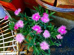 peachprincess2017100801.jpg