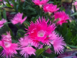 peachprincess2017100803.jpg