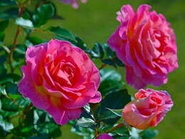 pinkparadise201710.jpg
