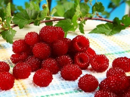 raspberrychodaiou20171001.jpg