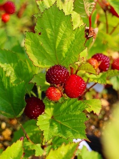 raspberrychodaiou20171002.jpg