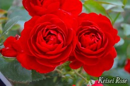 scarletbonica201710.jpg