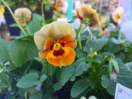 20171109163540.jpg
