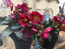 クリスマスローズ『氷の薔薇』