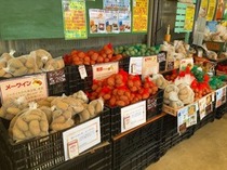 2月おすすめ【2019春ジャガイモ(種芋)取り扱い品種】