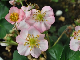 fringeberry20180301.jpg