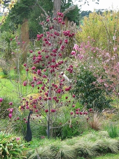 magnoliajenie20180302.jpg
