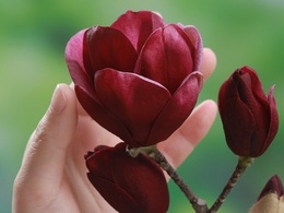 magnoliajenie20180303.jpg