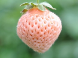 pmfringeberry20180302.jpg