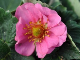 pmroseberry20180303.jpg