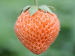 pmroseberry20180304.jpg
