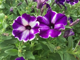 20180426161015.jpg