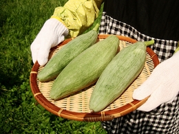 himesukunakabocha2018042301.jpg