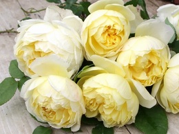 lemon2018041701.jpg