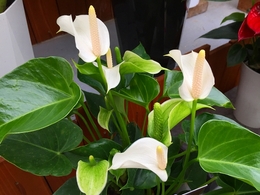 201807015478.jpg