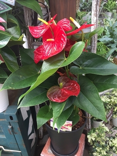 201807055528.jpg