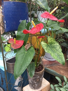 201807055537.jpg