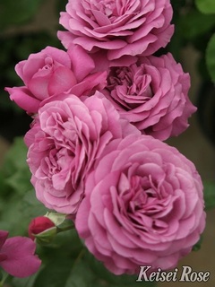 PlumPerfect2085201810.jpg