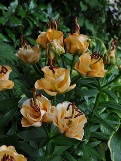 apricotfudge201810.jpg