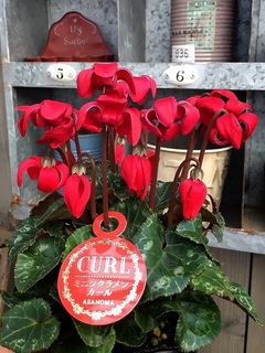 curl20181018.jpg