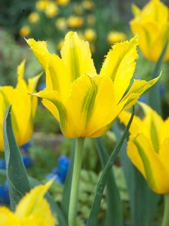 extremeyellow201810.jpg