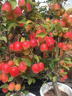 11月おすすめ長寿紅りんご.jpg