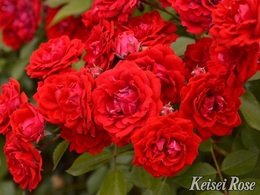 Rubyflowercarnival201811.jpg