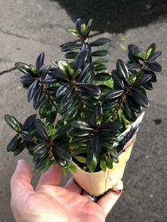 jyoanmac2018120501.jpg
