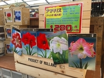 球根【アマリリス】