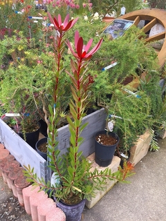201903020425.jpg