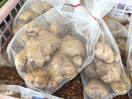 akameoosyouga20190327.jpg